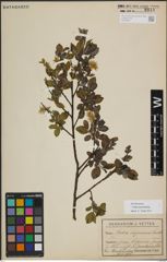 Foto von Salix myrsinifolia Salisb.